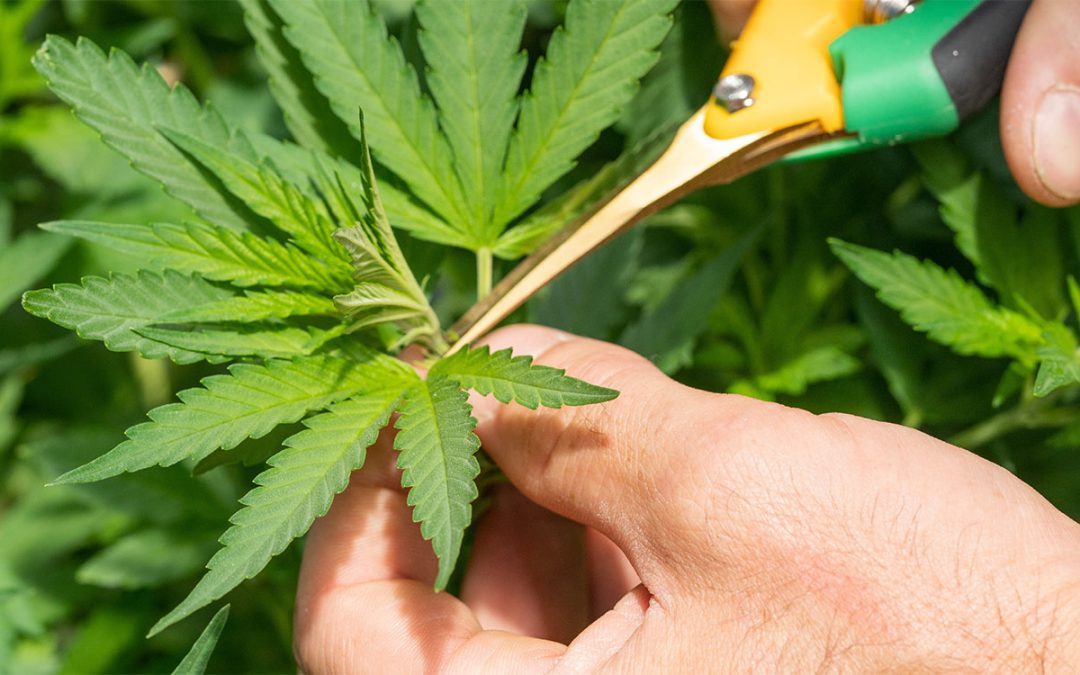 Queremos cultivar para ti: nos presentamos